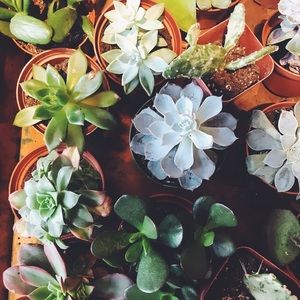 Meet your Posher, Mya